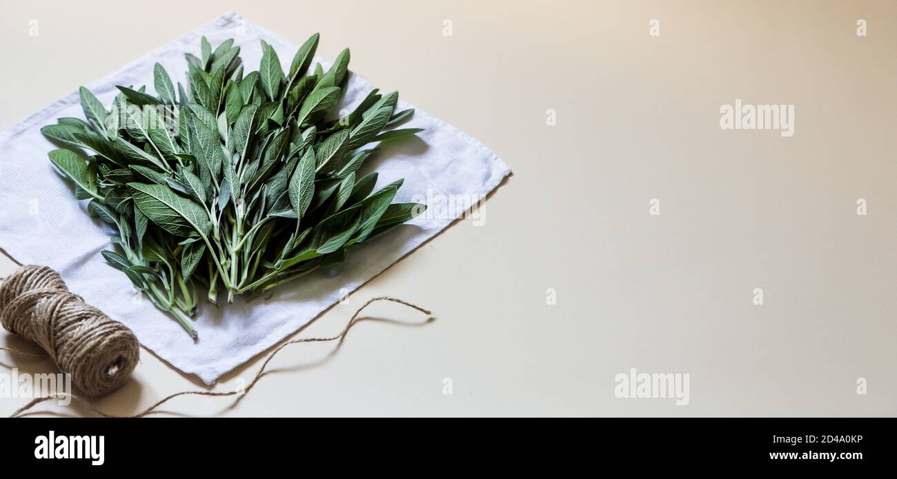 Salvia officinalis. Sage leaves, Garden sage.  Copy space Stock Photo