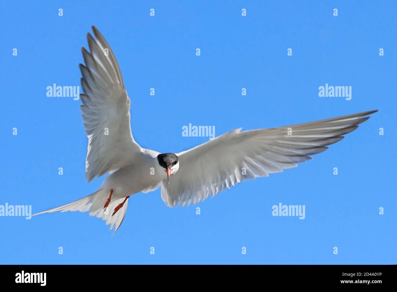 Adult common tern in flight on the blue sky background. Close up, front view. Scientific name: Sterna hirundo Stock Photo