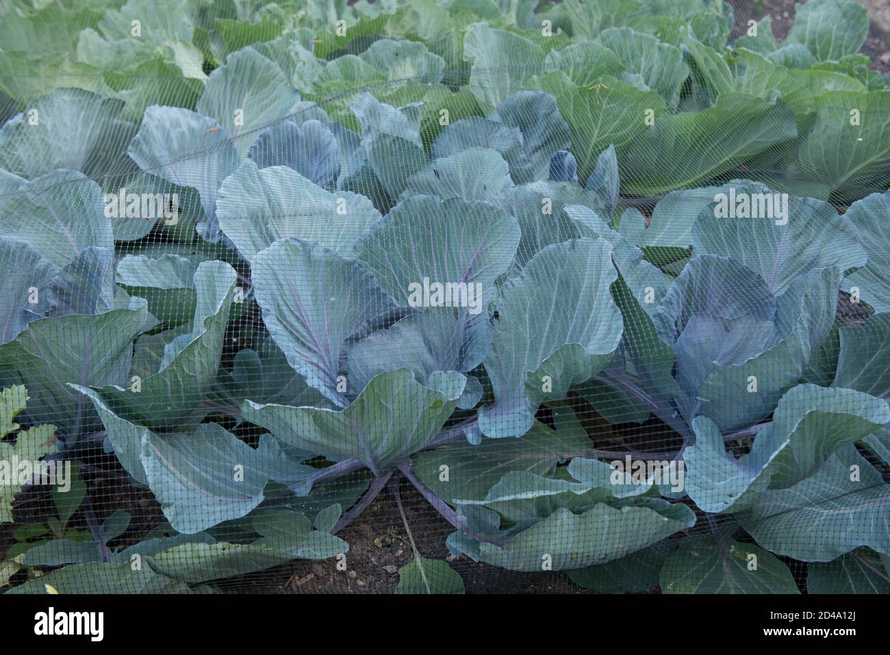 Netting brassica hires stock photography and images Alamy