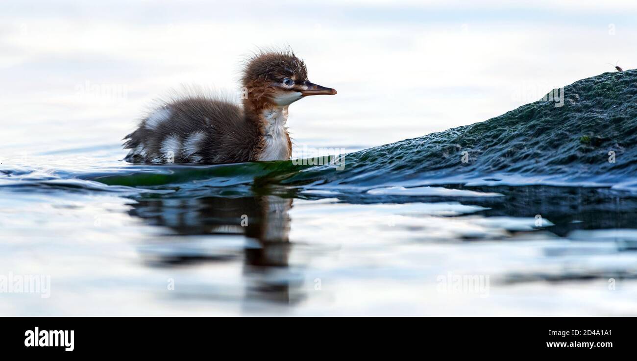 Red-breasted merganser chick swimming in the water. The red-breasted merganser (Mergus serrator). Natural habitat. Wild conditions. Stock Photo