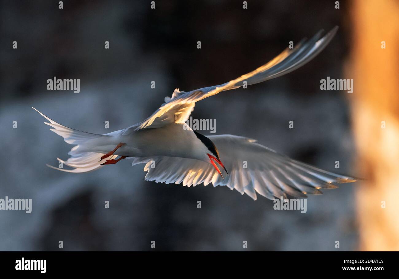 Tern  in flight.  Spreading wings. Side view, back sunset light, dark background. Common tern,  Scientific name: Sterna hirundo. Stock Photo