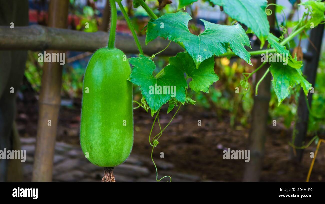 Chalkumra/Jali english name of Ash gourd/ White gourd, Botanical Name Benincasahispida B. carifea. Stock Photo
