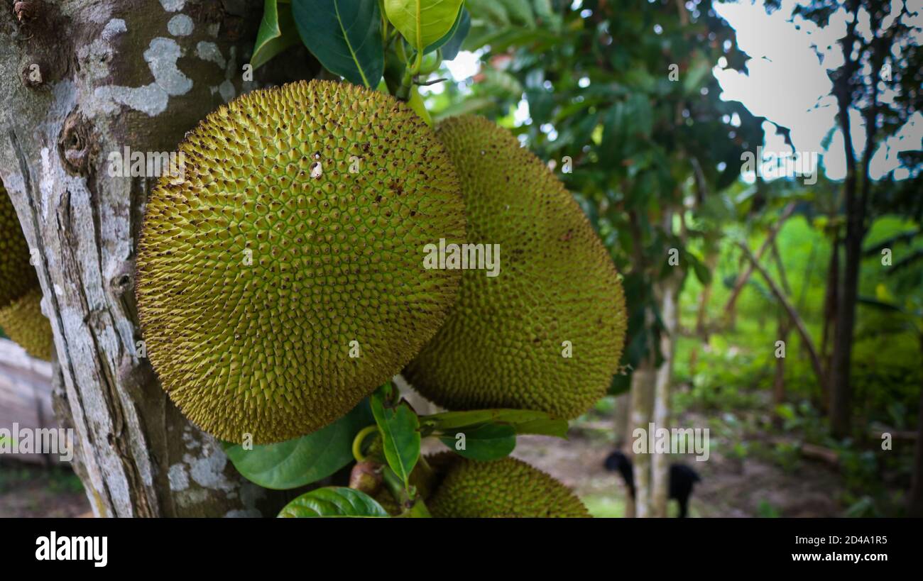 The jackfruit (Artocarpus heterophyllus), also known as the jack tree, is a species of tree in the fig, mulberry, and breadfruit family (Moraceae). Stock Photo