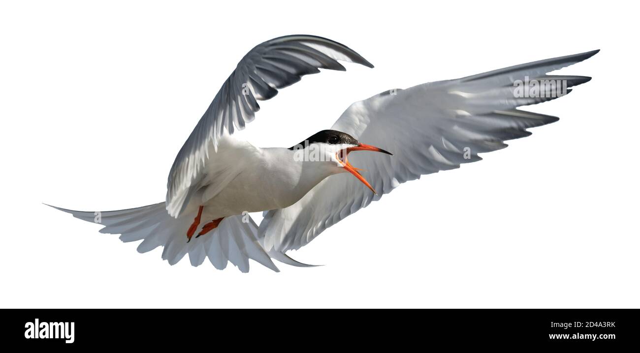 Adult common tern with open beak in flight. Isolated on white background. Close up. Scientific name: Sterna hirundo Stock Photo