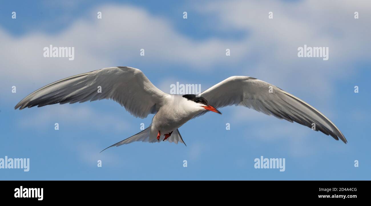 Adult common tern in flight on the blue sky background. Close up, front view. Scientific name: Sterna hirundo Stock Photo