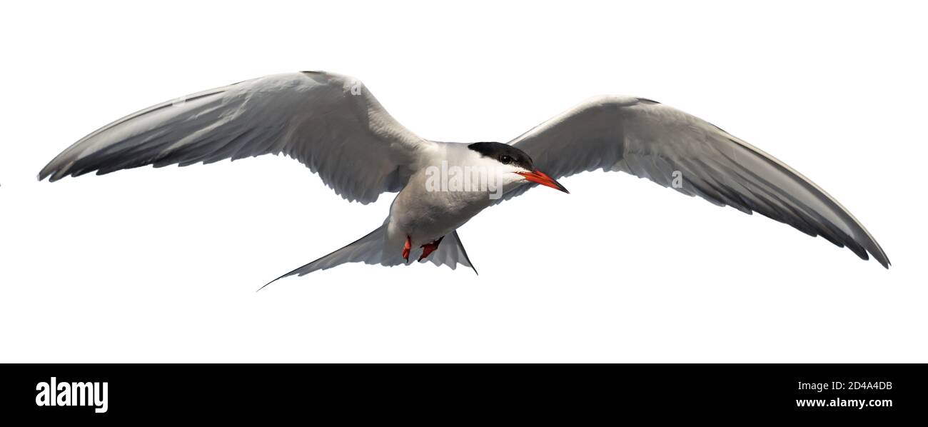 Adult common tern in flight. Isolated on white background. Close up. Scientific name: Sterna hirundo Stock Photo