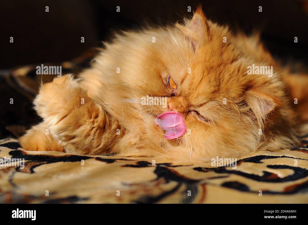 Tongue wash hires stock photography and images Alamy