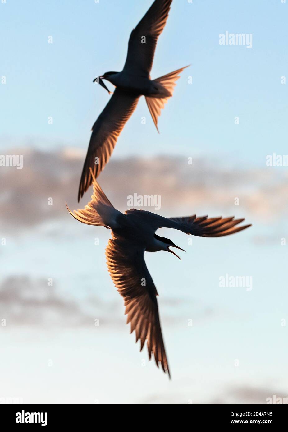 Silhouettes of flying common terns with fish in beak. Flying common tern on the sunset sky background. Scientific name: Sterna hirundo. Stock Photo