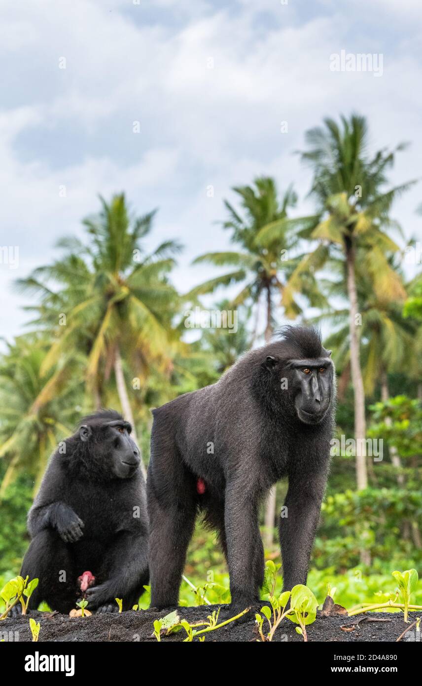 The Celebes crested macaques .  Crested black macaque, Sulawesi crested macaque, celebes macaque or the black ape. Wild nature. Natural habitat. Sulaw Stock Photo