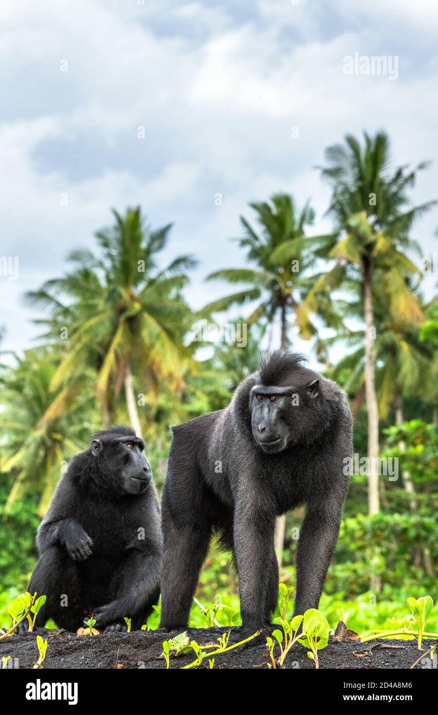 The Celebes crested macaques .  Crested black macaque, Sulawesi crested macaque, celebes macaque or the black ape. Wild nature. Natural habitat. Sulaw Stock Photo