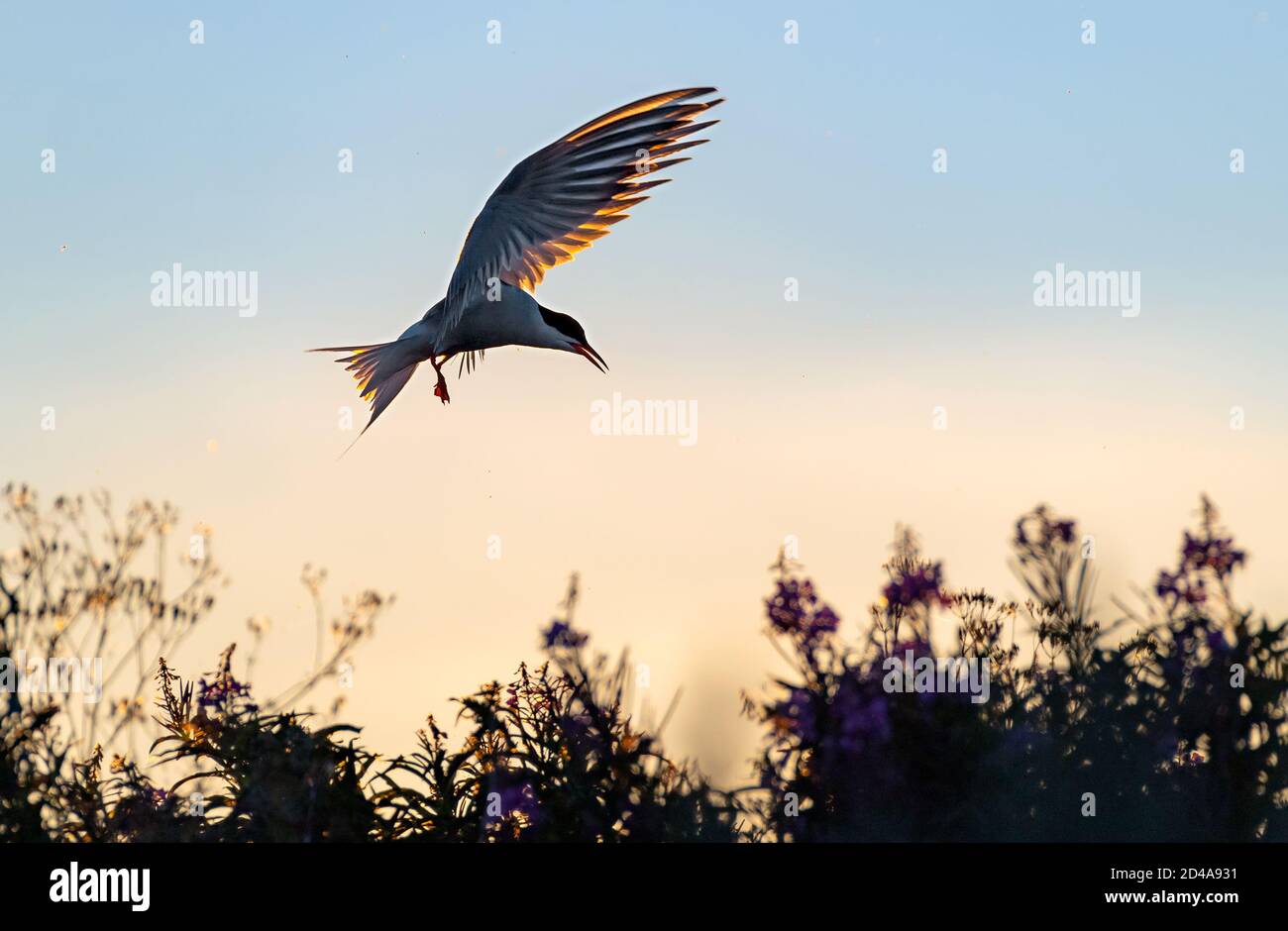 Silhouette of flying common tern. Flying common tern on the sunset sky background. Back sunlight. Scientific name: Sterna hirundo. Stock Photo