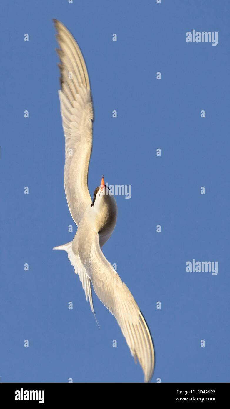 Adult common tern in flight on the blue sky background. Close up, bottom view.  Scientific name: Sterna hirundo Stock Photo