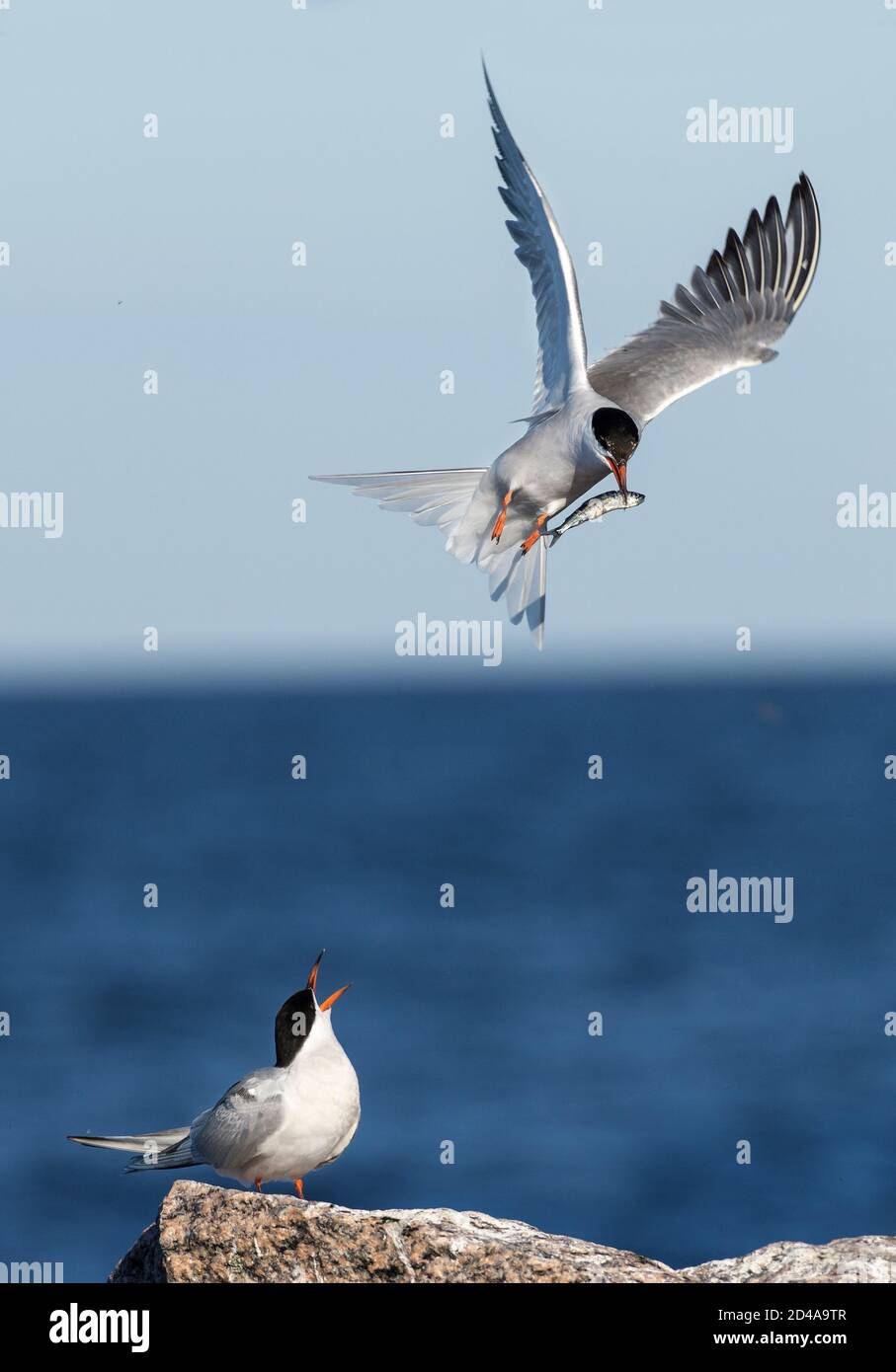 Ritual courtship of terns during the mating season. Common Terns interacting in flight. Adult common terns in flight on the sky and sea background. Sc Stock Photo