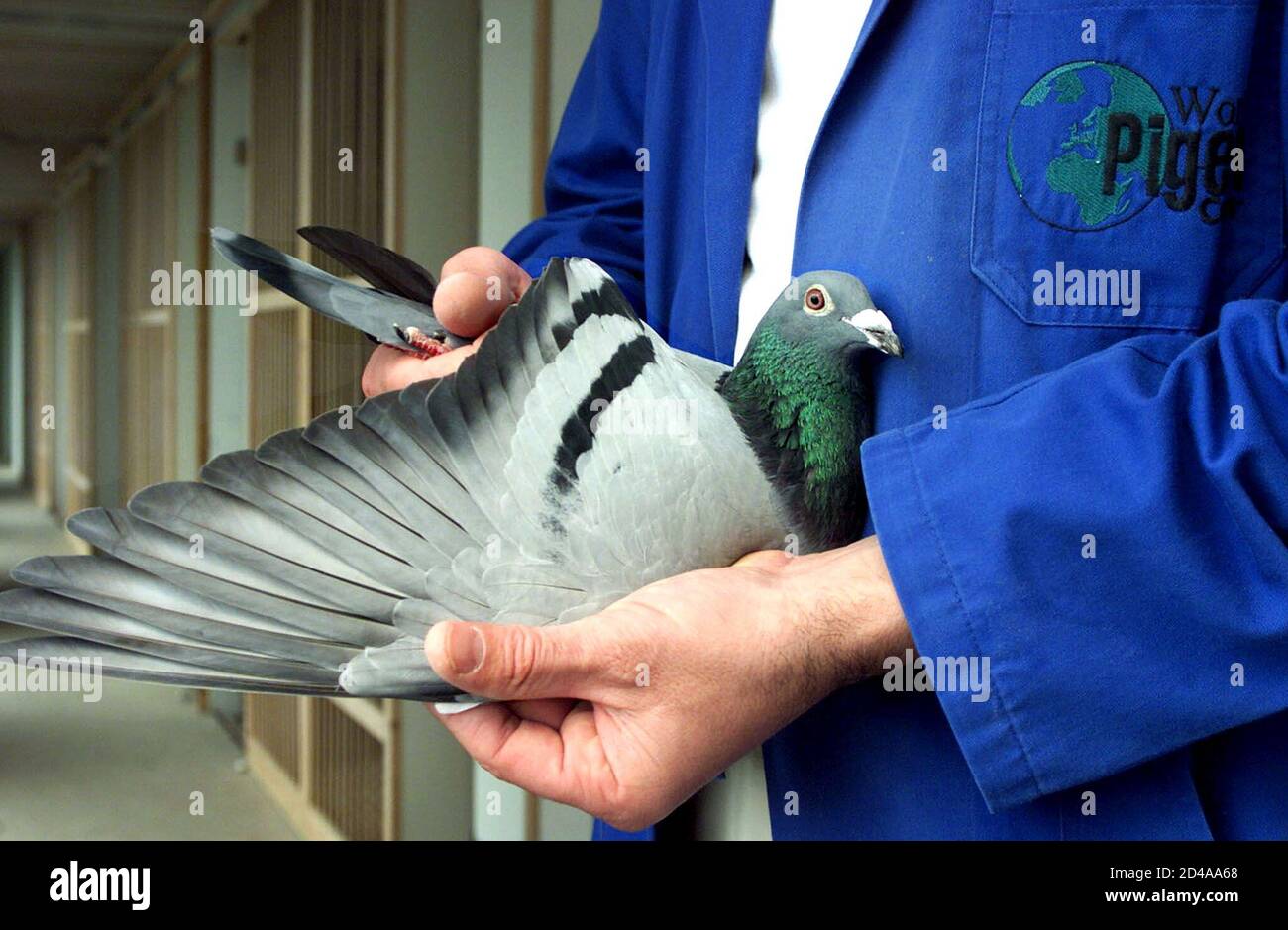 Race pigeons hi-res stock photography and images - Page 6 - Alamy