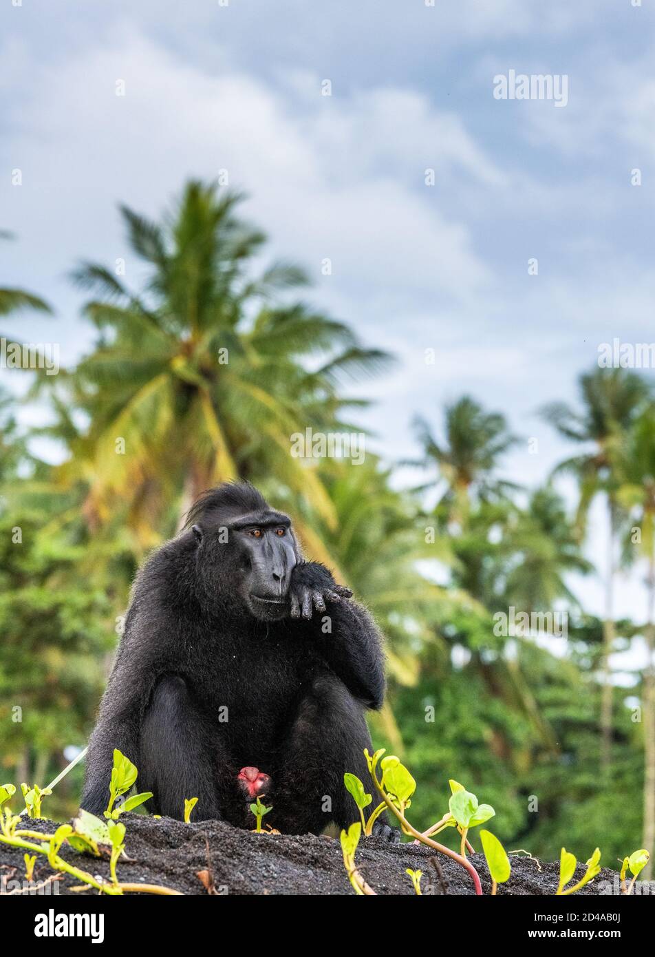 The Celebes crested macaque.  Crested black macaque, Sulawesi crested macaque, celebes macaque or the black ape. Wild nature. Natural habitat. Sulawes Stock Photo