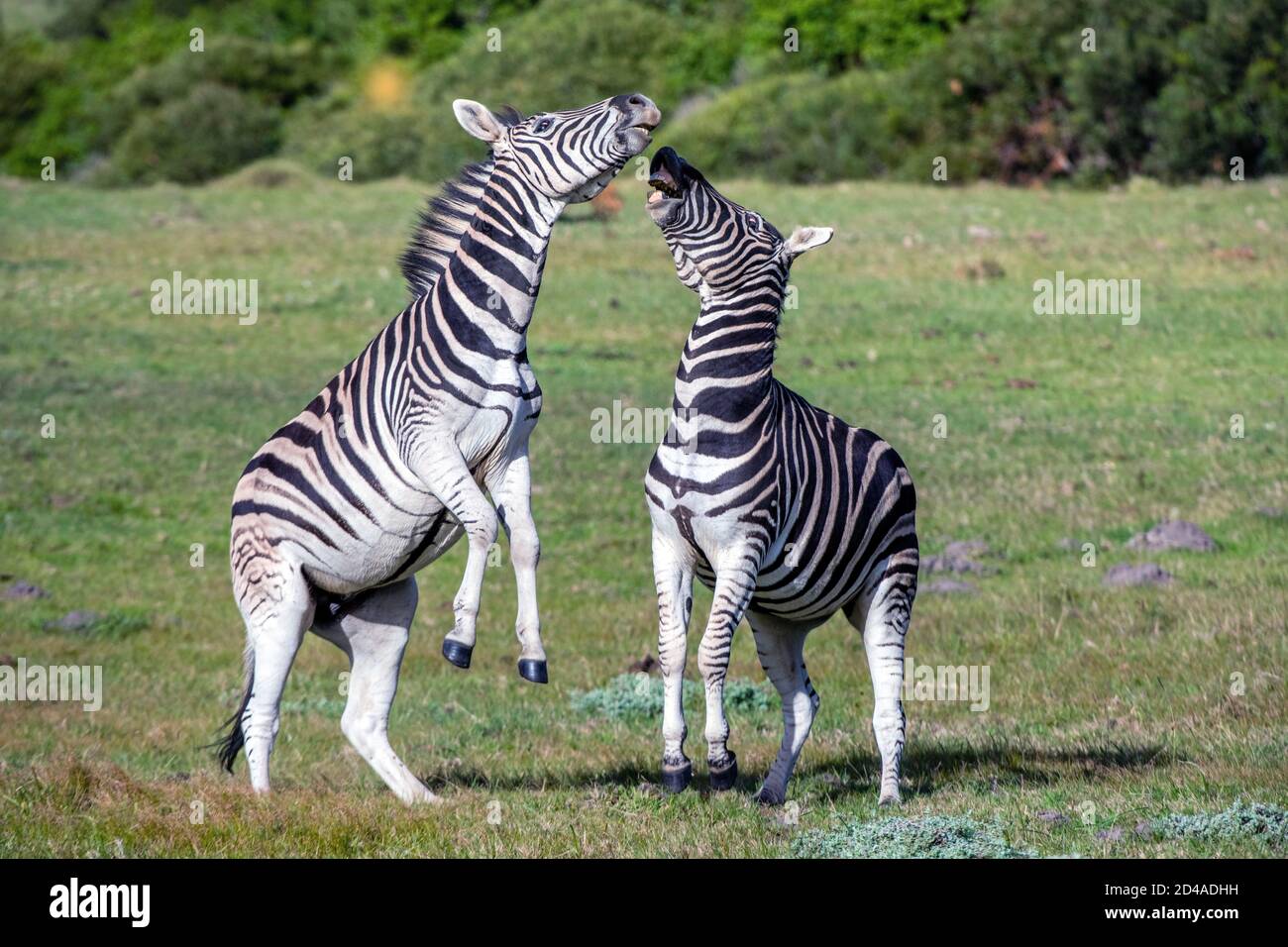 Burchell zebras playing in the field, zebras playing in nature reserve in South Africa. Stock Photo