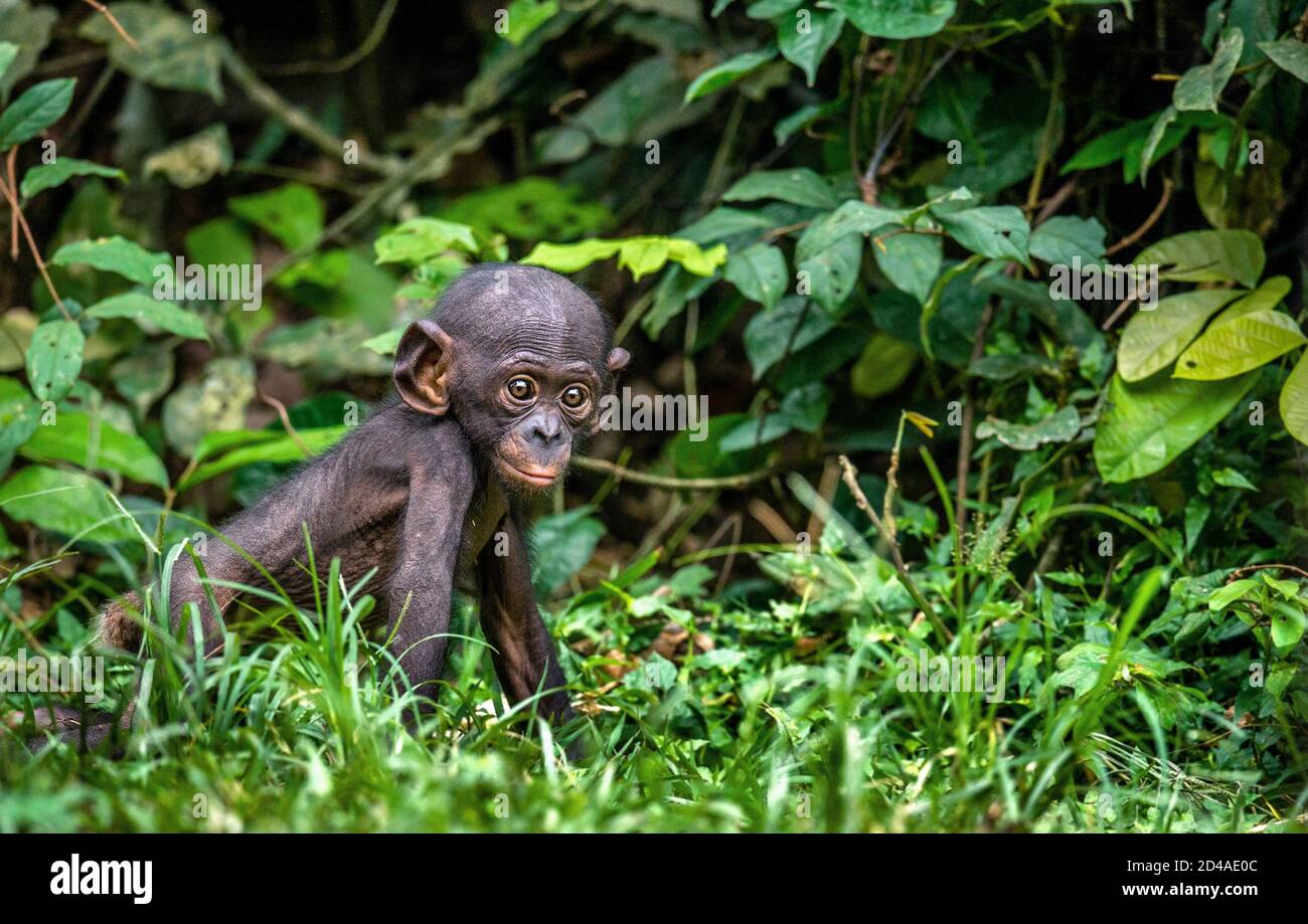 Portrait of Bonobo Cub. Green natural background. The Bonobo, Scientific name: Pan paniscus, earlier being called the pygmy chimpanzee. Democratic Rep Stock Photo