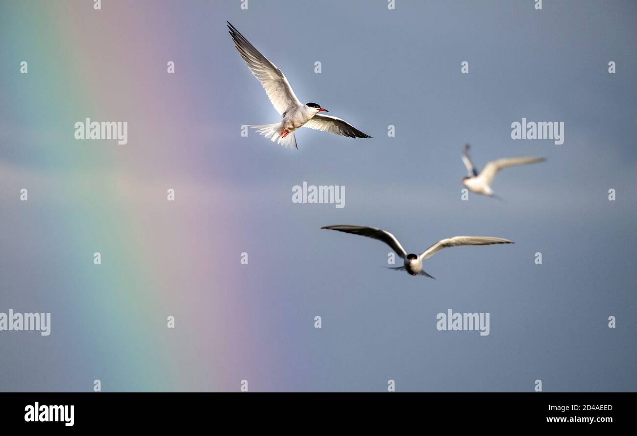 Adult common tern in flight on the rainbow and blue sky background.  Scientific name: Sterna hirundo. Stock Photo