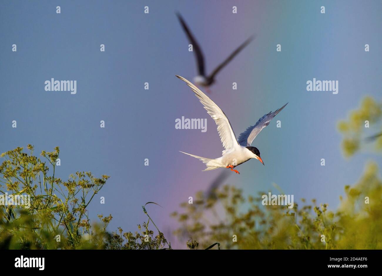 Adult common tern in flight on the rainbow and blue sky background.  Scientific name: Sterna hirundo. Stock Photo