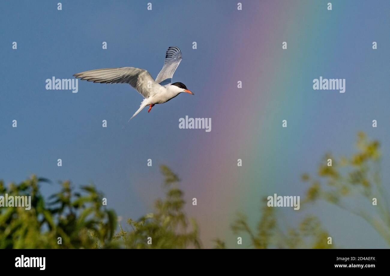 Adult common tern in flight on the rainbow and blue sky background.  Scientific name: Sterna hirundo. Stock Photo