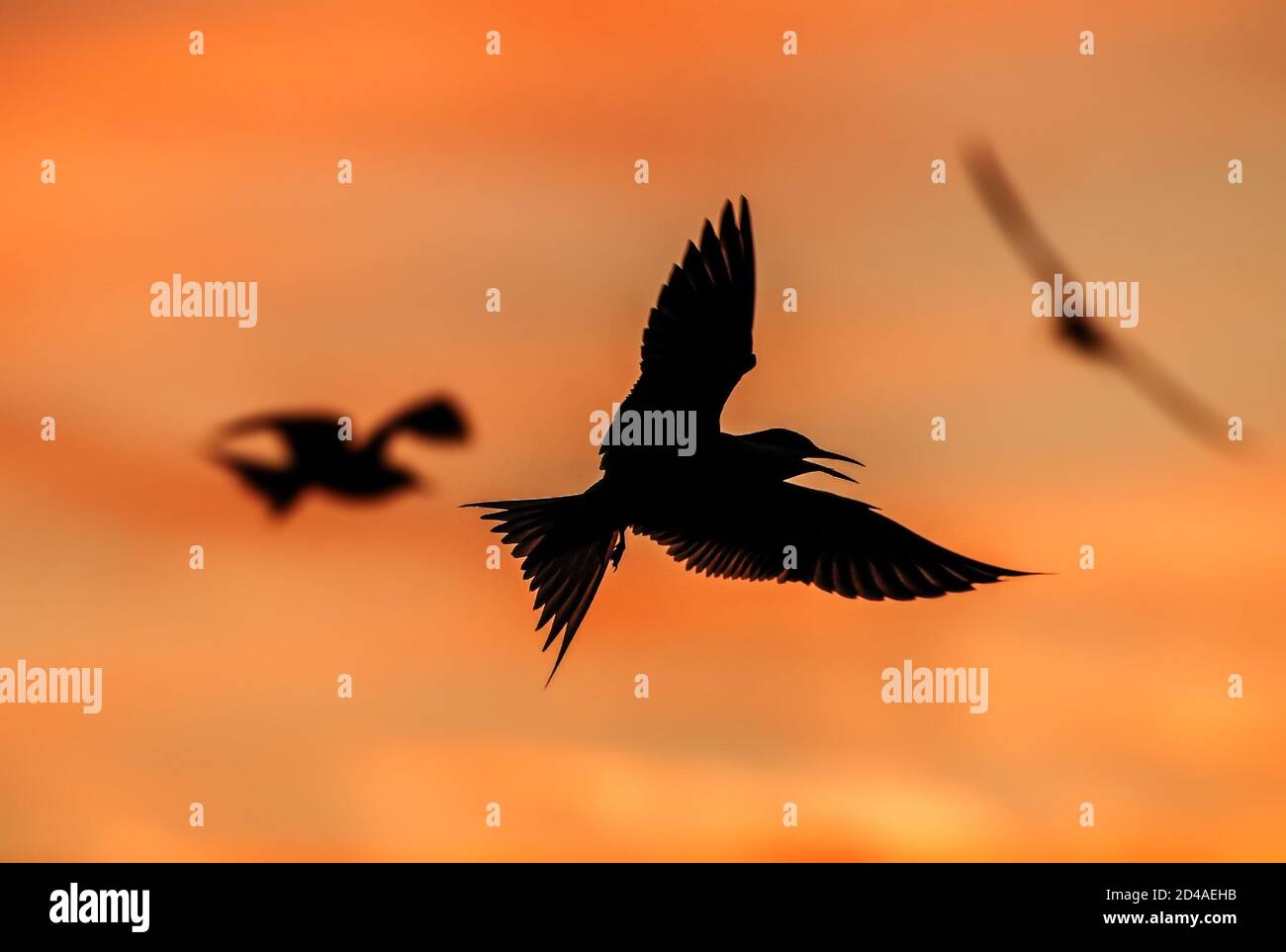 Silhouette of flying common tern. Flying common tern on the sunset sky background. Scientific name: Sterna hirundo. Stock Photo