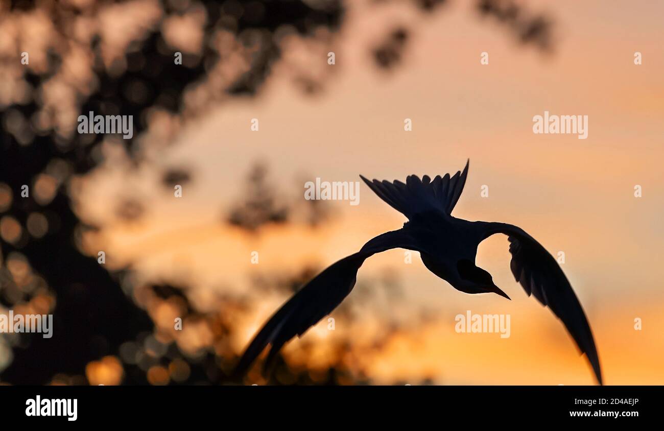 Silhouette of flying common tern. Flying common tern on the sunset sky background. Back sunlight. Scientific name: Sterna hirundo. Stock Photo