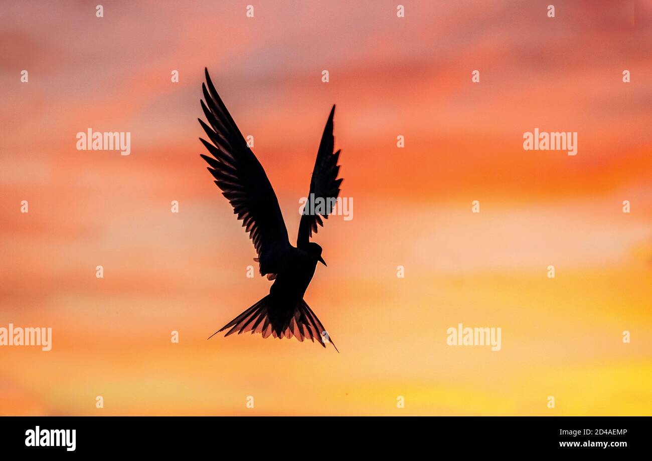 Silhouette of flying common tern. Flying common tern on the sunset sky background. Scientific name: Sterna hirundo. Stock Photo