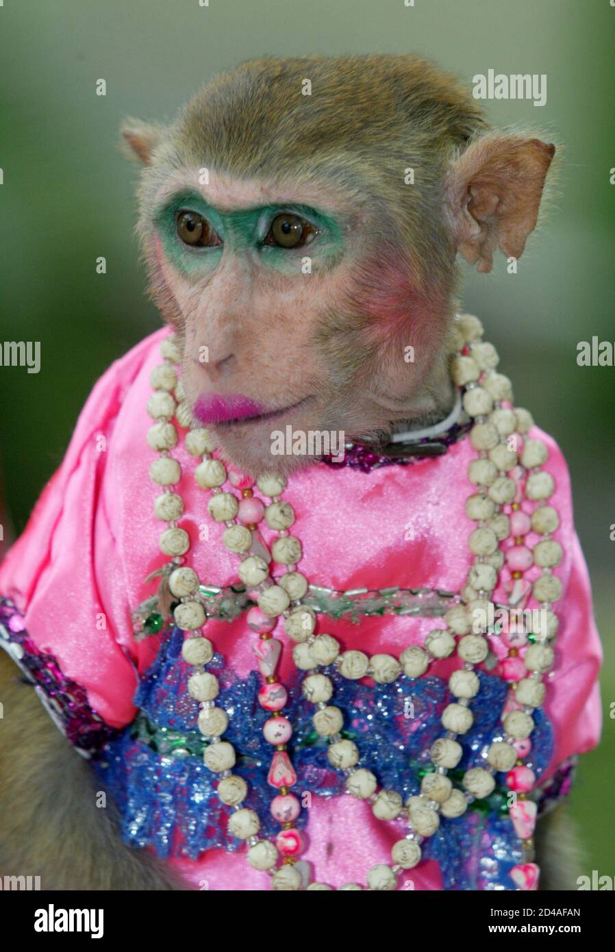 Monkey Wearing Makeup 