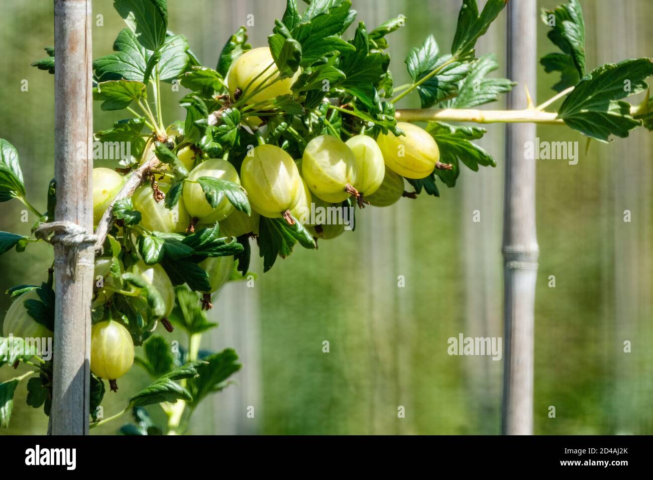 Gooseberry Prima, Ribes uva-crispa, ripe fruit on the bush Stock Photo