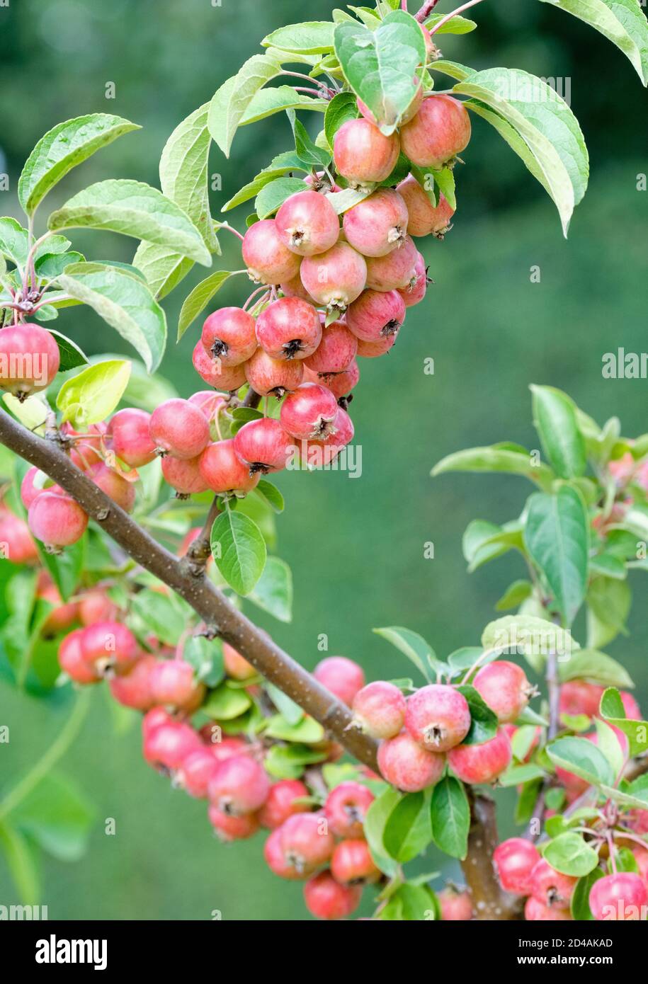 Fruit of Malus 'Evereste'. crab apple 'Evereste', Malus PERPETU