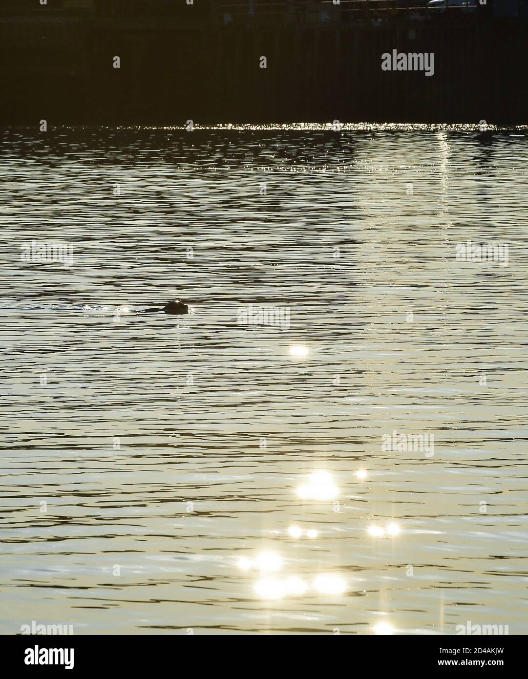 Sussex seals hires stock photography and images Alamy