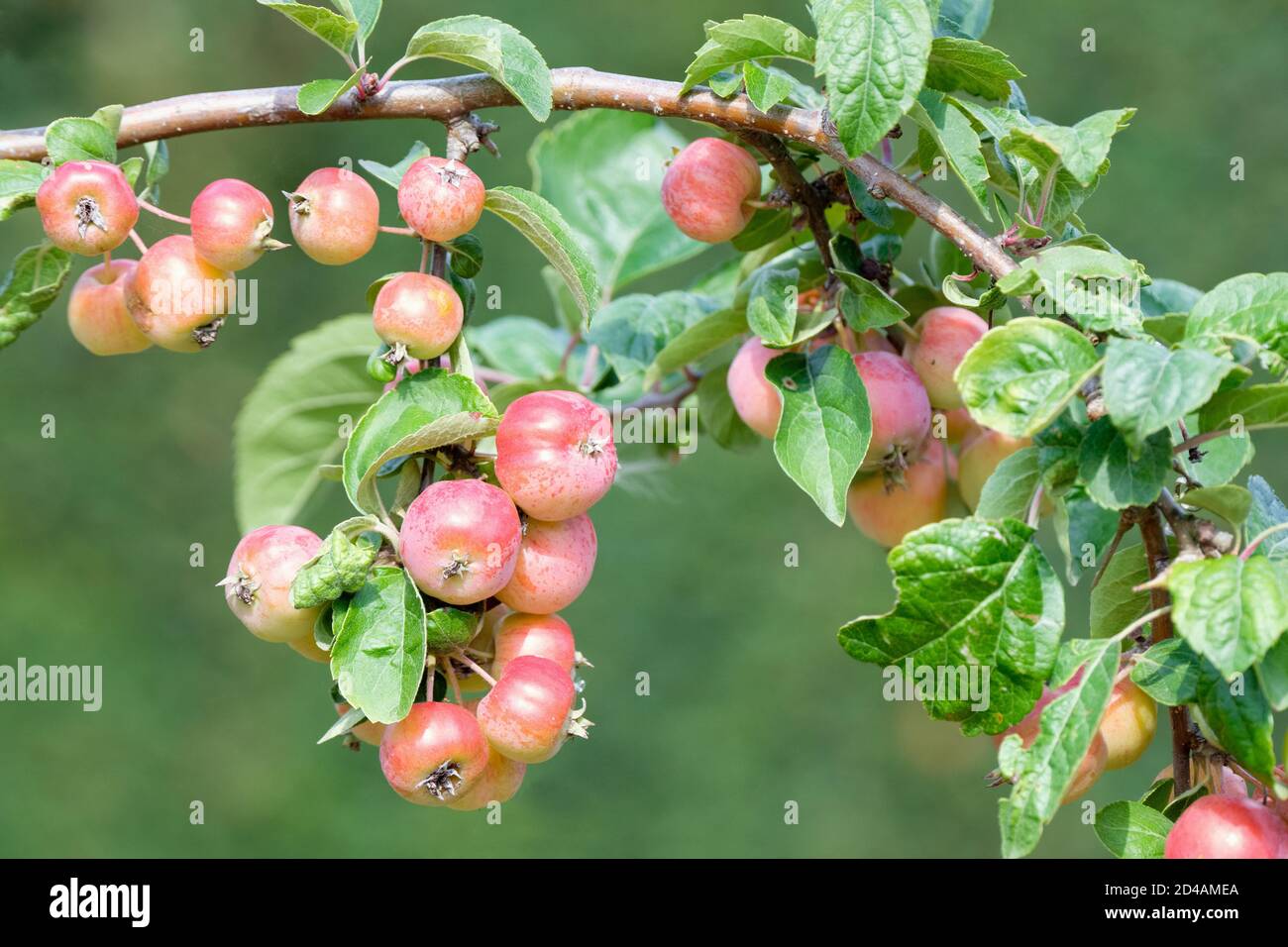 Fruit of Malus 'Evereste'. crab apple 'Evereste', Malus PERPETU