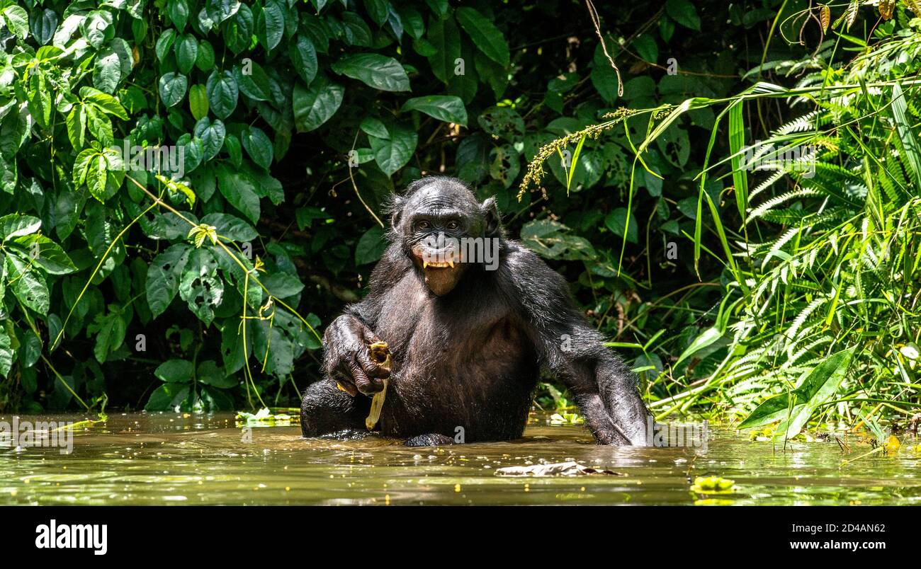 The Bonobo in the water. Scientific name: Pan paniscus, earlier being called the pygmy chimpanzee.  Democratic Republic of Congo. Africa Stock Photo