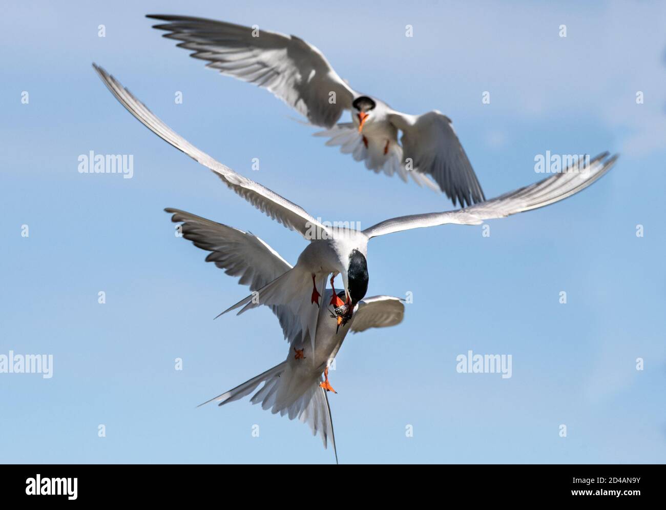 Showdown in flight, fight for fish. Common Terns interacting in flight. Adult common terns in flight  in sunset light on the sky background. Scientifi Stock Photo