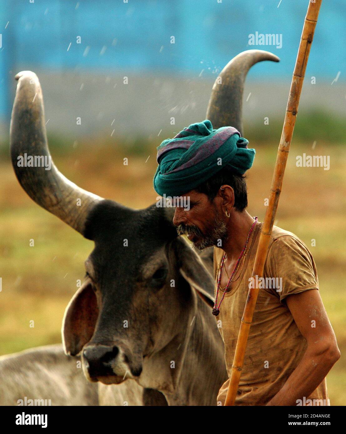 A Rajasthani nomad walks in the rain near his ox on the outskirts of Panipat in the northern state of Haryana June 30, 2005. Thousands of nomads from India's desert state of A Rajasthani nomad walks in the rain near his ox on the outskirts of Panipat in the northern state of Haryana June 30, 2005. Thousands of nomads from India's desert state of