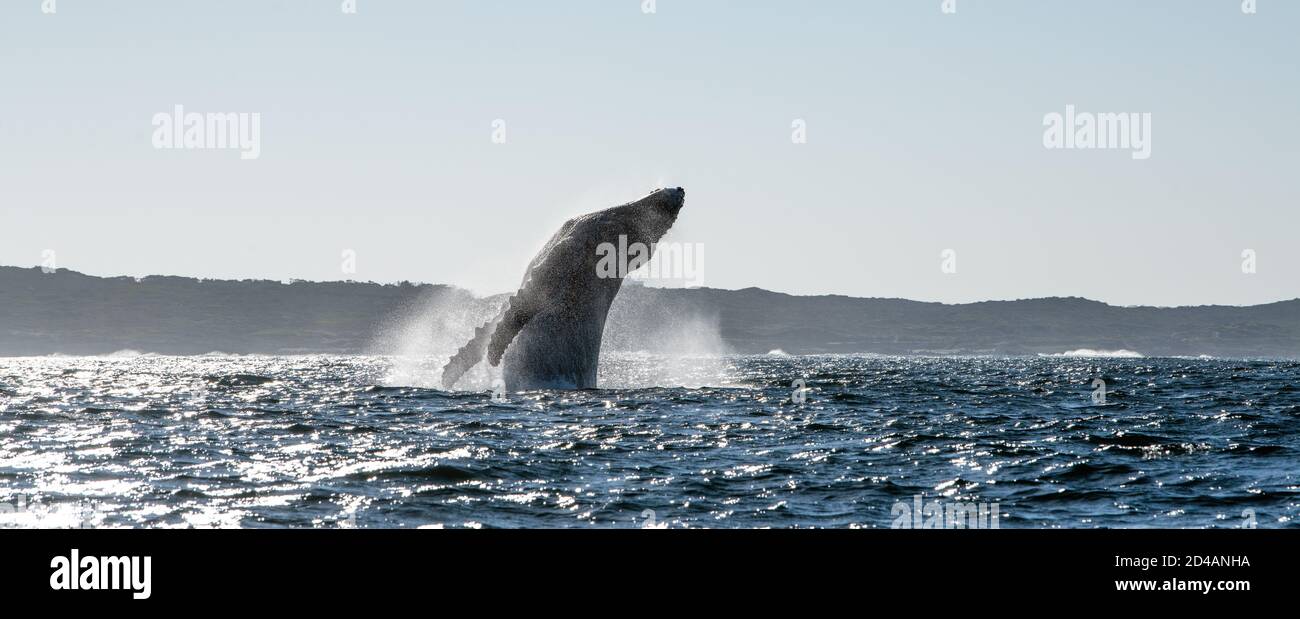 Humpback whale breaching. Humpback whale jumping out of the water. Megaptera novaeangliae. South Africa. Stock Photo