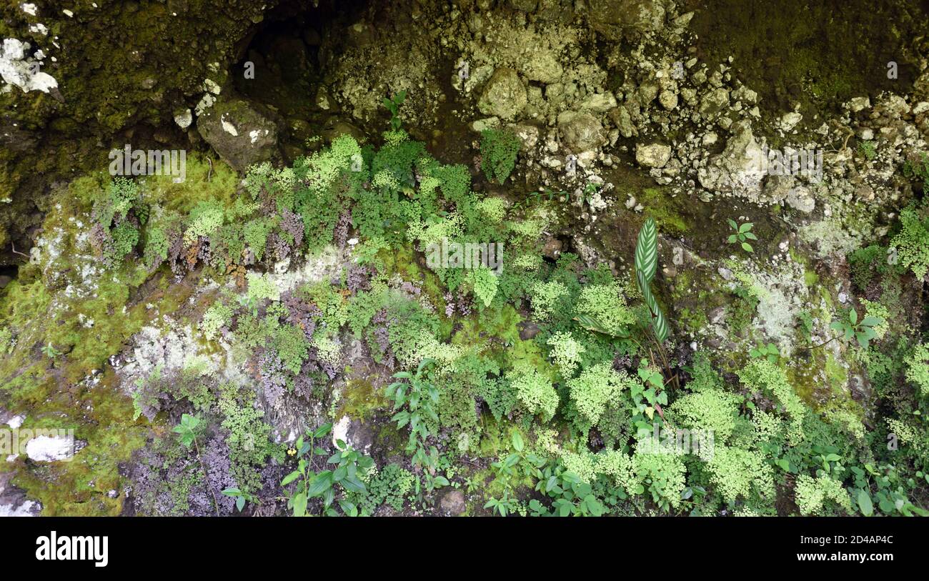 A variety of ferns, mosses and lichens grow on the shady damp walls of a river carved ravine. Moshi, Tanzania. Stock Photo