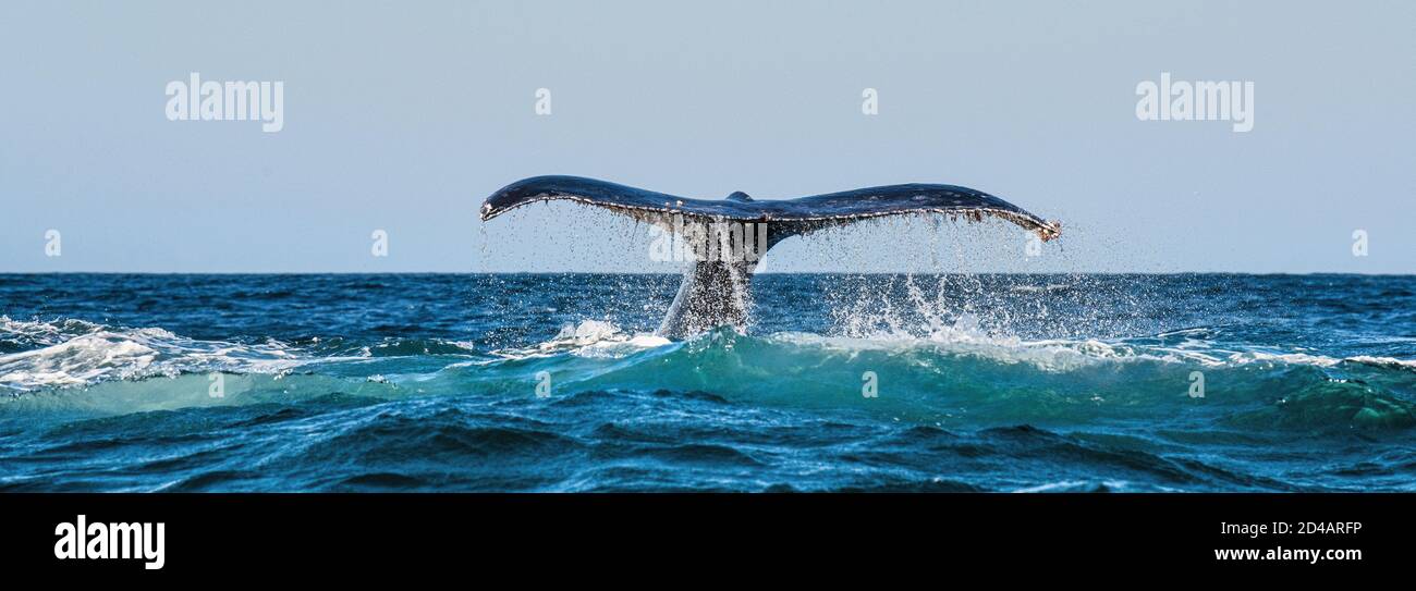 A Humpback whale raises its powerful tail over the water of the Ocean. The whale is spraying water. Scientific name: Megaptera novaeangliae. South Afr Stock Photo