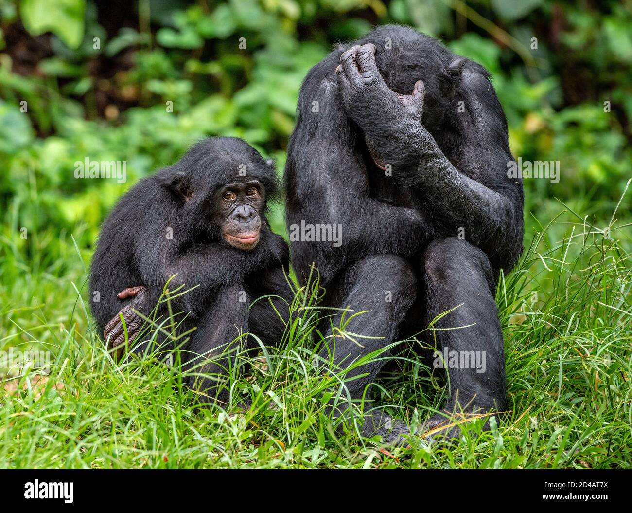 Bonobo with baby. Scientific name: Pan paniscus, called the pygmy chimpanzee. Democratic Republic of Congo. Africa Stock Photo