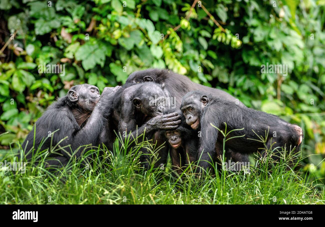 Group of bonobos on green natural background. The Bonobo, Scientific