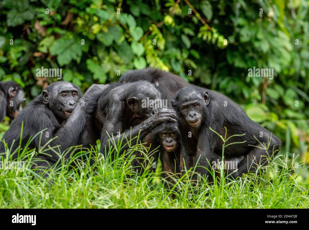 Group of bonobos on green natural background. The Bonobo, Scientific name: Pan paniscus, sometime called the pygmy chimpanzee. Democratic Republic of Stock Photo