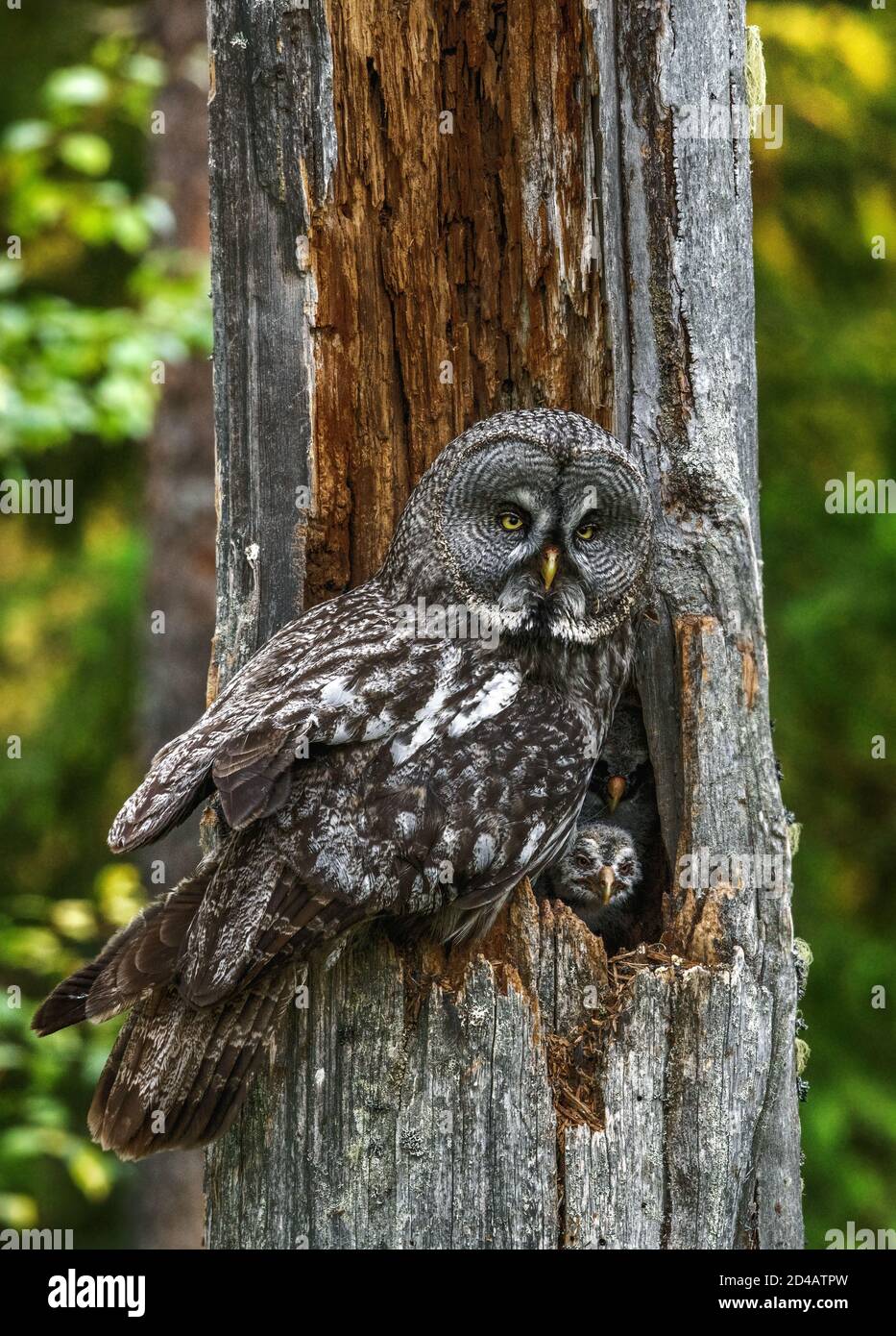 The owl sitting with little owlets in the nest in the hollow of an old tree. The Ural owl (Strix uralensis).  Summer forest. Natural habitat. Stock Photo