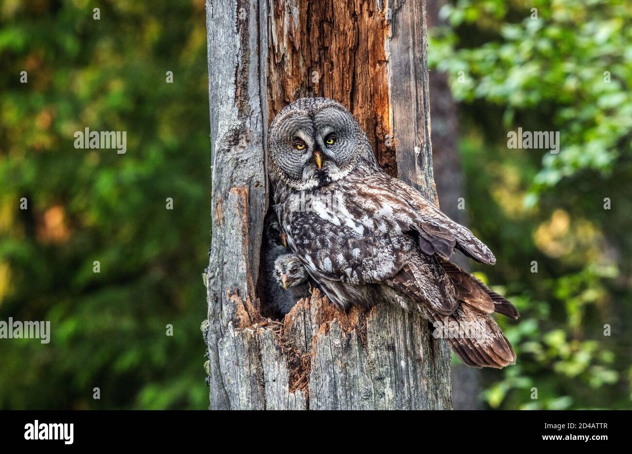 The owl sitting with little owlets in the nest in the hollow of an old