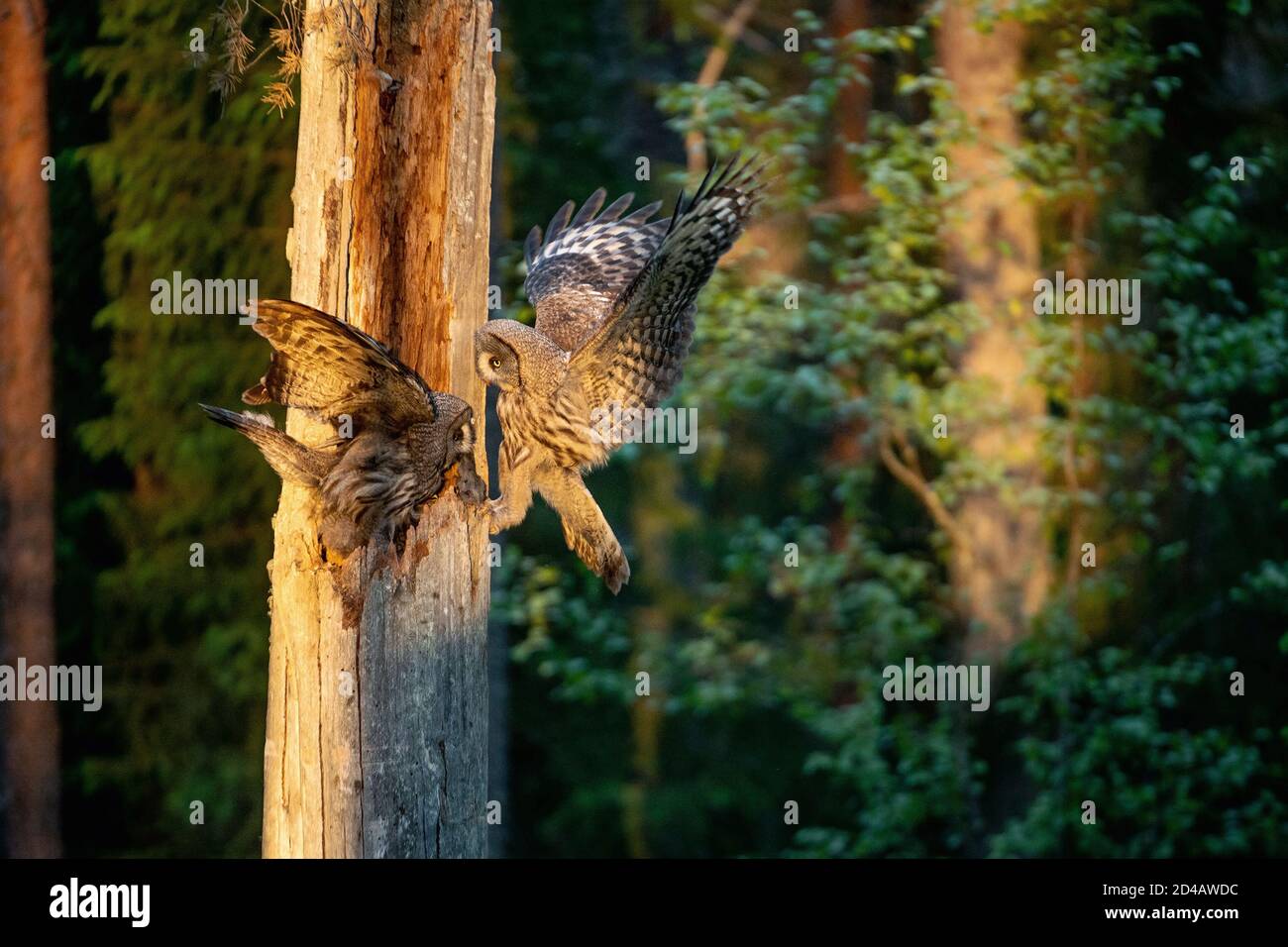 The owls feeds the chicks sitting in the nest in the hollow of an old tree. The Ural owl (Strix uralensis). Sunrise light. Summer forest. Natural habi Stock Photo