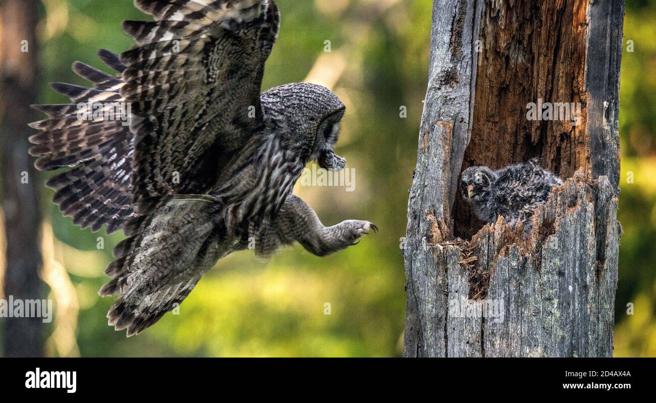 Little owl in tree hollow hires stock photography and images Alamy
