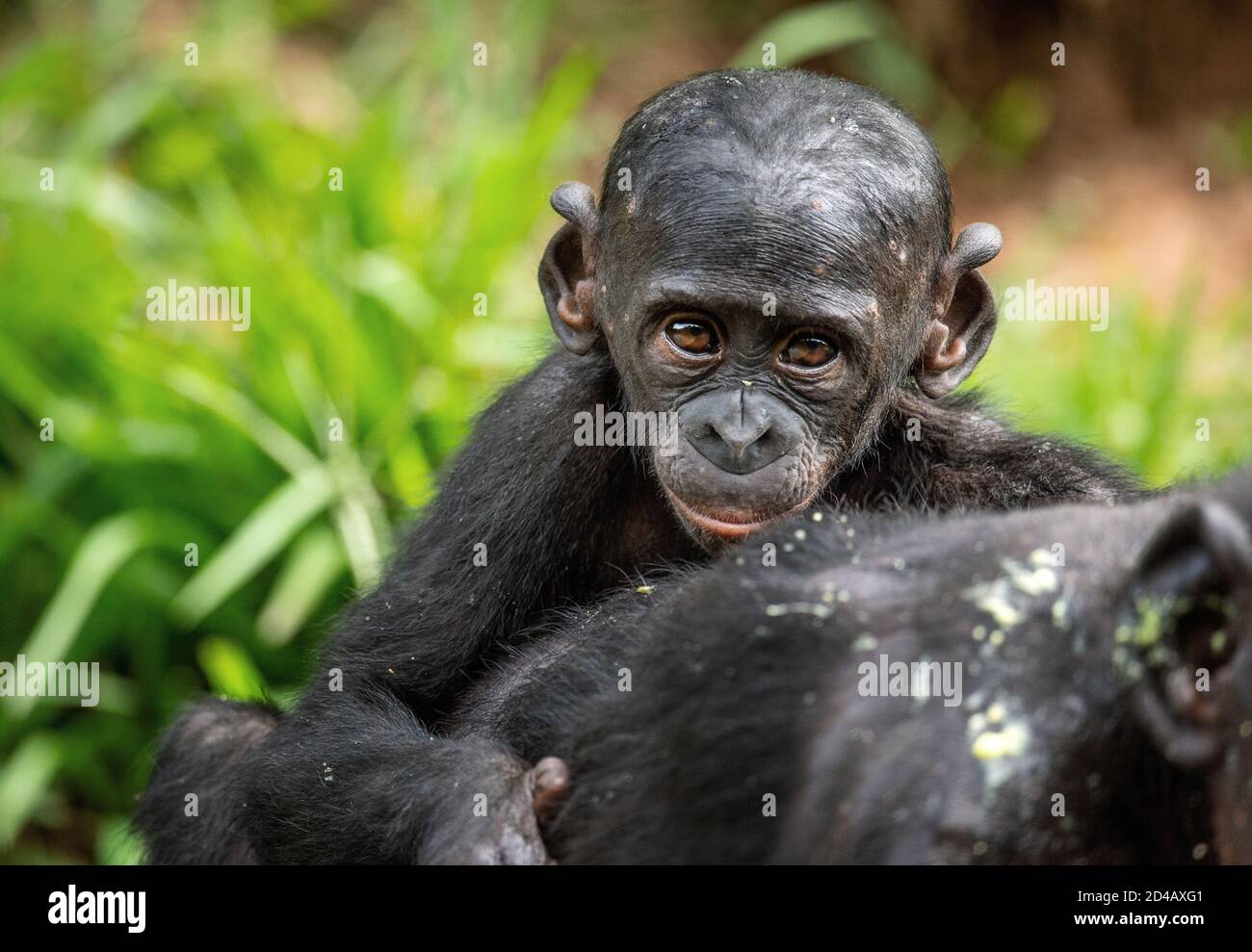 Bonobo Cub on the mother's back.  The Bonobo, Scientific name: Pan paniscus, earlier being called the pygmy chimpanzee. Democratic Republic of Congo. Stock Photo