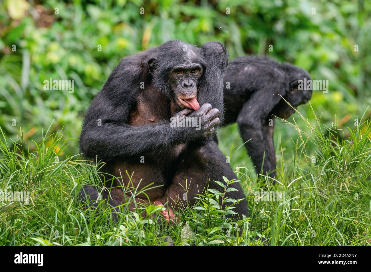 The Bonobo male sitting on the grass and licks his hand. Green natural background. The Bonobo, Scientific name: Pan paniscus, earlier being called the Stock Photo