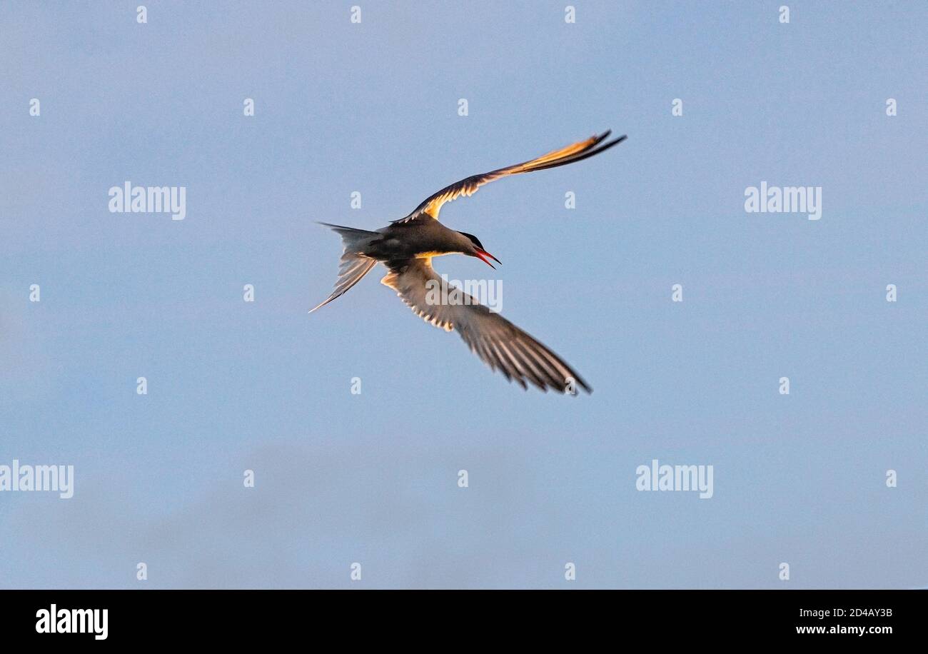 Adult common tern with open beak in flight in sunset light on the blue sky background. Close up. Scientific name: Sterna hirundo. Stock Photo