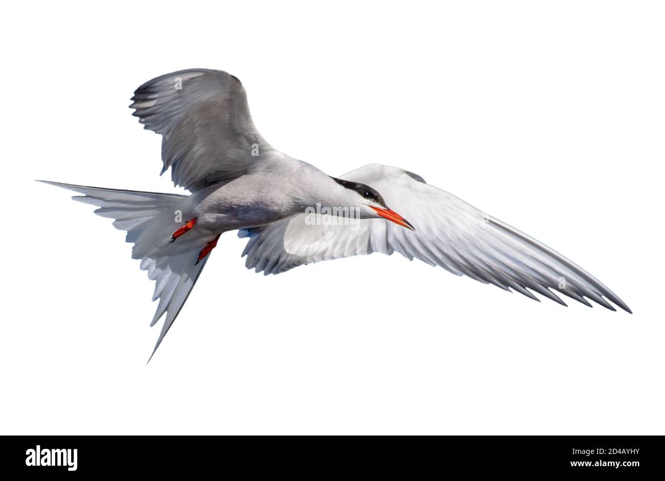 Adult common tern in flight. Isolated on white background. Close up. Scientific name: Sterna hirundo Stock Photo