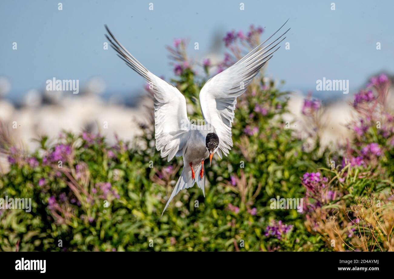 Fluttering tern. Common Tern with spreading wings in flight at sunny day. Front view. blooming Sally Flowers on the background.  Adult bird. Scientifi Stock Photo